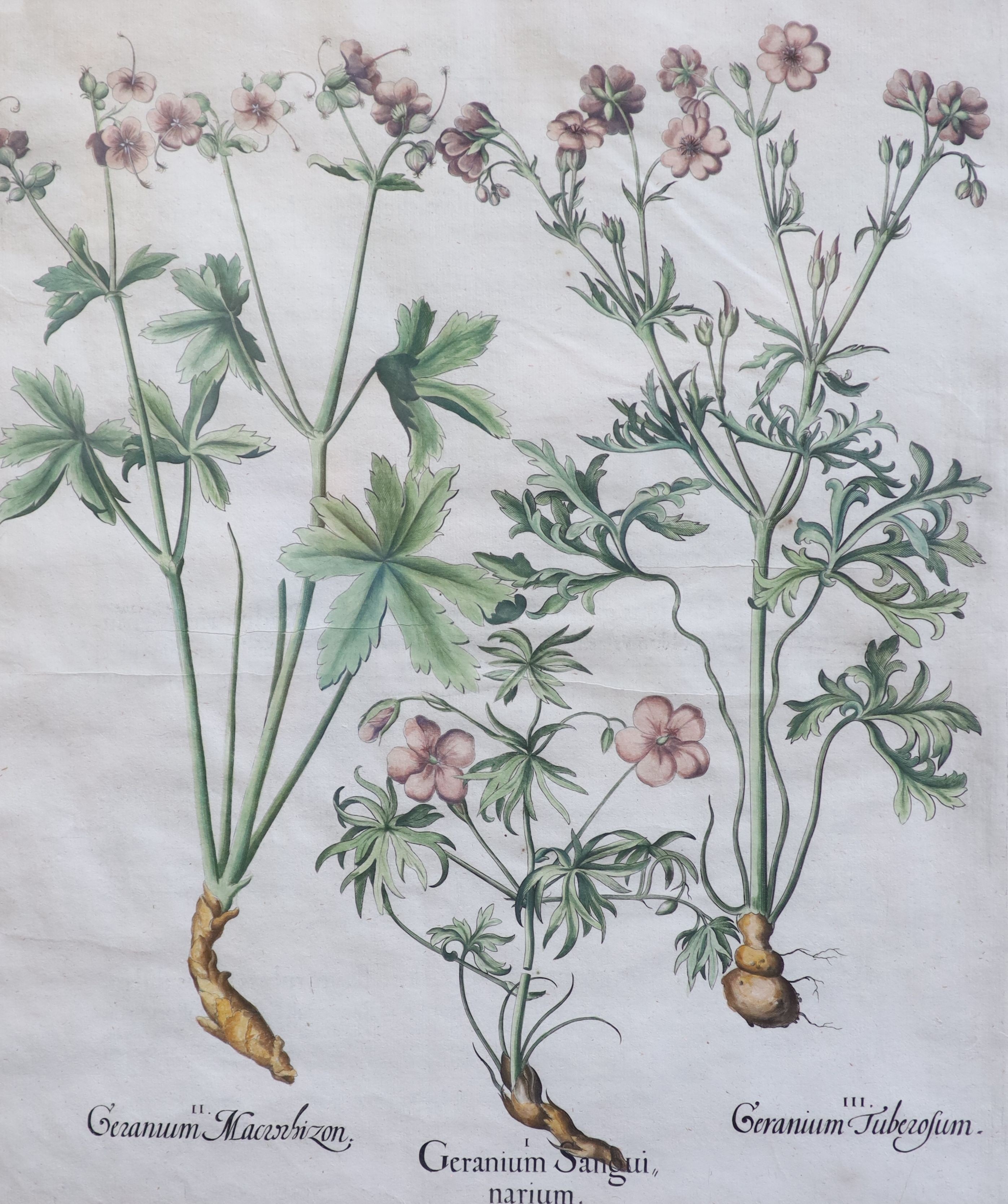 Basilius Baseler (1561-1629), Geranium Sangui narium, Geranium Muscatum in odorum, Geranium Sanguinarium maius and Geranium Muscatum odoratum from Hortus Eysettensis, four coloured engravings laid on paper, 49 x 41cm.